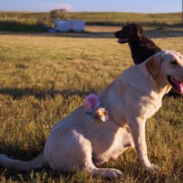 Dilute Retriever Puppies from Prairie Hills Labs