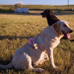 Dilute Retriever Puppies from Prairie Hills Labs