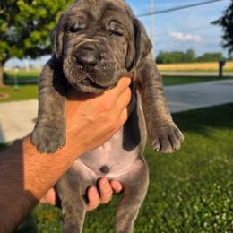 BONO Blue tan or brindle point orange - Blue male Great Dane puppy in Port Clinton, Ohio from LakeSide Danes