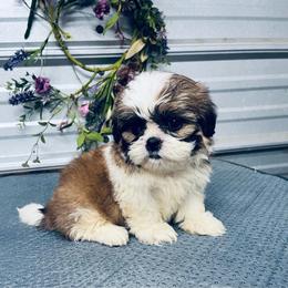 Sadie Bell - Gold and white female Shih Tzu puppy in Elgin, South Carolina from Silver Bells Paw Prints