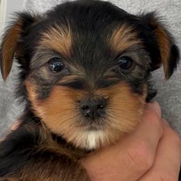 Yorkshire Terrier Puppies from Leigh Brummel