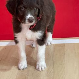 Aussiedoodle Puppies from Drew’s Aussies & Doodles