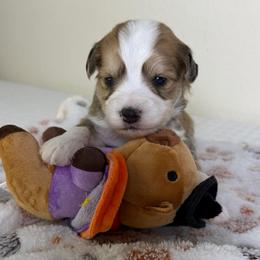 Tweety Bird - Cream and white male Aussiedoodle puppy in Tonasket, Washington from V5 Aussies