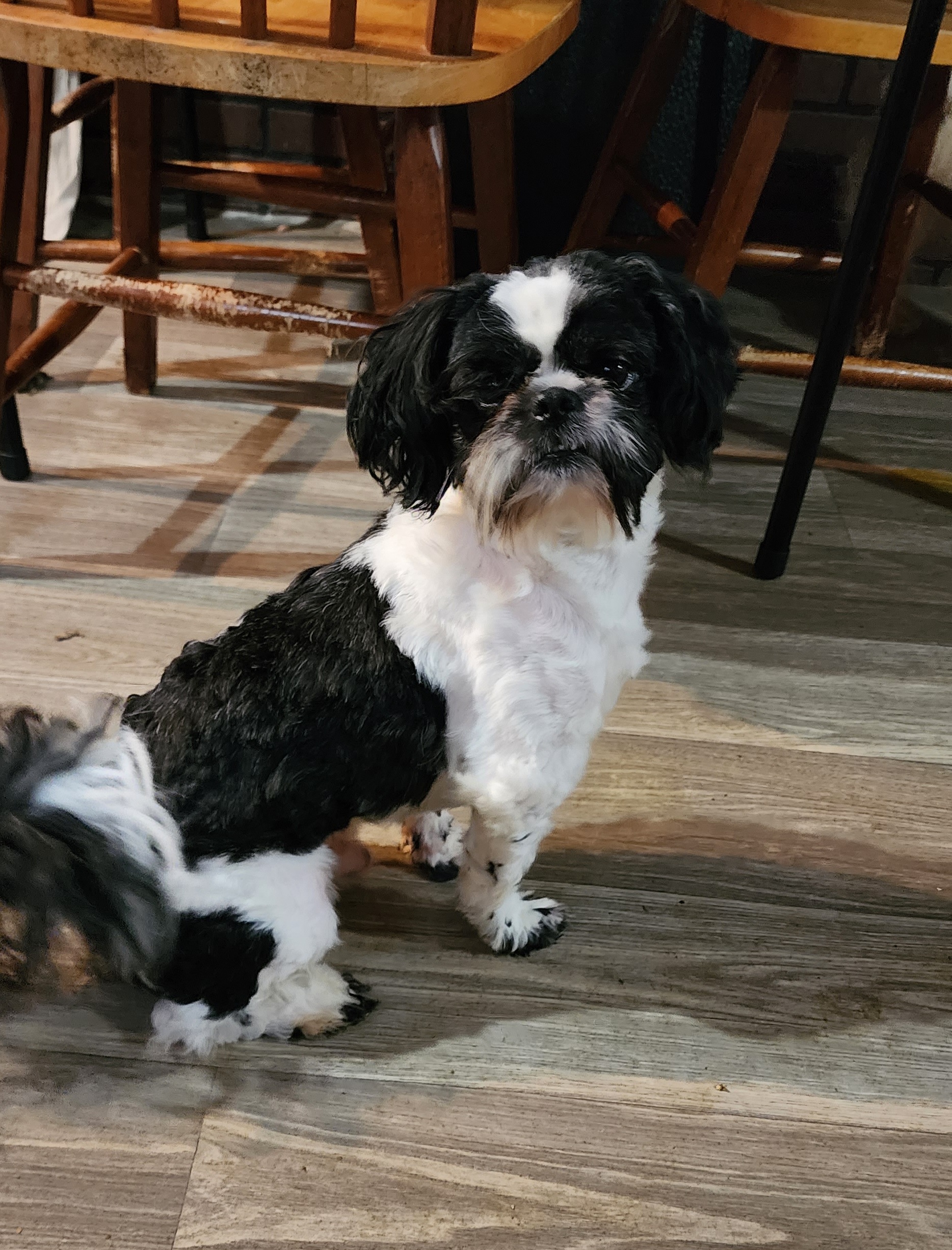 Jinx - Shih Tzu