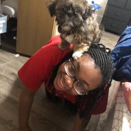 Shih Tzu Puppies from Diamond Paws LLC