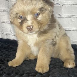 Boy 1 - Miniature Australian Shepherd puppy in Paris, Texas from Kuttin’ Up Mini Aussies