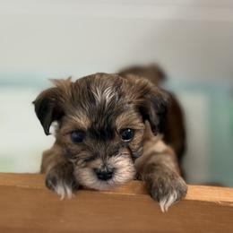 Havanese Puppies from HavaHavanese