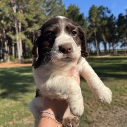 Girl 1 - Liver and white female English Cocker Spaniel puppy in Waynesboro, Georgia from Rock Moss Farm and Kennel