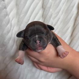 Female 1 - Blue tri-color female American Bully puppy in Moville, Iowa from Solidified Midwest Bullies