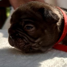 French Bulldog Puppies from Hope Mountain French Bulldogs