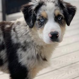 Miniature Australian Shepherds from Auddies Mini Aussies LLC