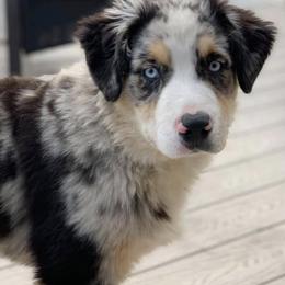 Miniature Australian Shepherds from Auddies Mini Aussies LLC