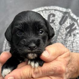 Hazel - Black and silver female Havapoo puppy in Loveland, Colorado from Littledoodles2love