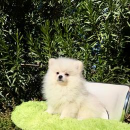 Dembele - White male Pomeranian puppy in Los Angeles, Santa Clarita, California from LT_Poms