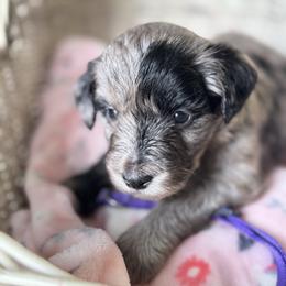 Purple collar - Blue merle female Aussiedoodle puppy in Valdosta, Georgia from Fifth Day Farm
