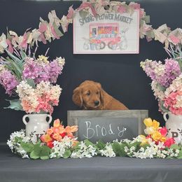 Golden Retriever Puppies from KP Golden Retrievers