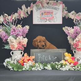 Golden Retriever Puppies from KP Golden Retrievers