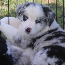 F150 - Blue merle male Miniature Australian Shepherd puppy in Lowgap, North Carolina from Ramblin’ Rose Mini's