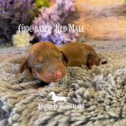 Chocolate Based Shaded Red - Red male Dachshund puppy in Rainier, Oregon from Doxies in Wonderland