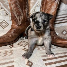 Sailor - Blue merle male Australian Shepherd puppy in Rose Hill, North Carolina from Motega Australian Shepherds