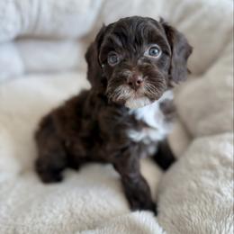 Coco - Chocolate female Cavapoo puppy in Natural Bridge, Virginia from Padgetts Hill Puppies