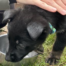 Green Girl - Black and red female German Shepherd puppy in Rolesville, North Carolina from Ransomshire Shepherds