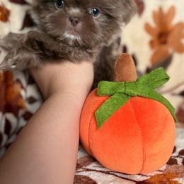 Bashful - Lilac male Shih Tzu puppy in Las Vegas, Nevada from Vegas Shih Tzus