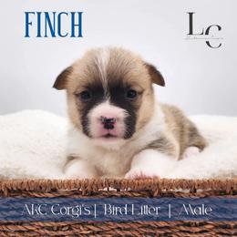Finch - Red male Pembroke Welsh Corgi puppy in Pine Village, Indiana from NL Horsemanship