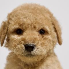 Daffy - Red  Goldendoodle puppy in Houston, Texas from Texas Castle Doodles