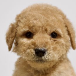 Daffy - Red  Goldendoodle puppy in Houston, Texas from Texas Castle Doodles