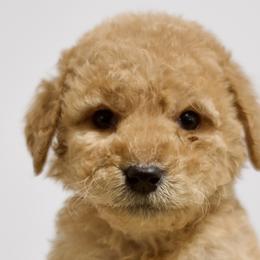 Daffy - Red  Goldendoodle puppy in Houston, Texas from Texas Castle Doodles