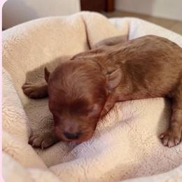Coral - Red female Cavapoo puppy in Salisbury, North Carolina from Carolina Canines