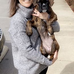 Boxer Puppies from Mount Juliet Boxers of Nabors