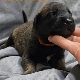 Echo's Orange - Mahogany male Belgian Malinois puppy in Berry, Alabama from North River k9