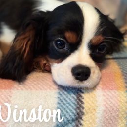 Nelson - Tri-color male Cavalier King Charles Spaniel puppy in Broken Arrow, Oklahoma from Cavalier King Charles Heartland