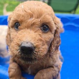 Poppy (available only to NC Piedmont Triad area) - Red  female Goldendoodle puppy in Summerfield, North Carolina from Lila's Teddybear Goldendoodles