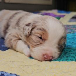 Dallas - Red merle male Miniature Australian Shepherd puppy in Dunnellon, Florida from Ever After Mini Aussies