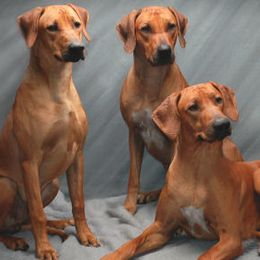 Rhodesian Ridgebacks from Cynara Rhodesian Ridgebacks