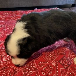 "Blaze-Female-Black Tri- $600" Australian Shepherd Puppies from 101 Aussies