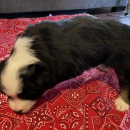 "Blaze-Female-Black Tri- $600" Australian Shepherd Puppies from 101 Aussies