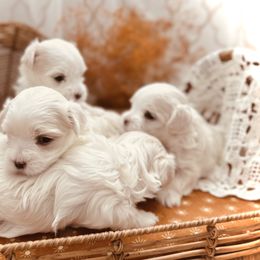 Maltese All Grown Up from MiaMiaMaltese Colorado