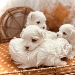 Maltese All Grown Up from MiaMiaMaltese Colorado
