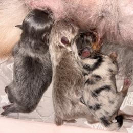 Rosa - Blue merle female Pomeranian puppy in Fayetteville, North Carolina from Tar-heel Poms