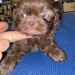 Alvin - Liver male Shih Tzu puppy in Eunice, Louisiana from 4J's Cajun Kennels