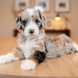 Boy 8 - male Bernedoodle puppy in Chandler, Arizona from Phoebe's Bebies