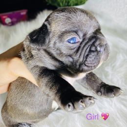 French Bulldog Puppies from Frenchie Paws