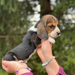 Male 1 - Black brown and white male Basset Hound puppy in Lindley, New York from Hill Top Basset Hounds & Cane Corso