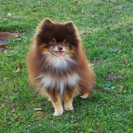 Yogi - Pomeranian