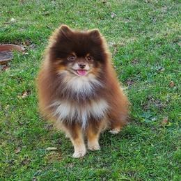 Yogi - Pomeranian