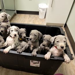 Great Dane Puppies from Johnson's Great Danes